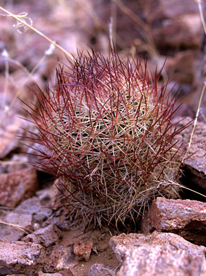 Acuna cactus